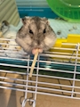 chiko
