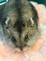 chiko