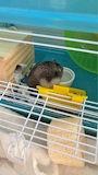 chiko