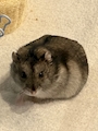 chiko