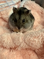 chiko