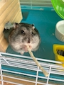 chiko