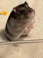 chiko