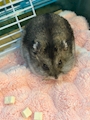 chiko