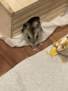 プロフィール写真2・まーぼう｜金山 ガールズバー・ネオガールズ