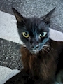 chiko