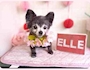 chiko