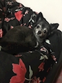 chiko