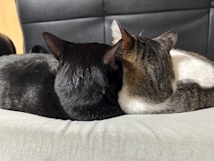 みさき