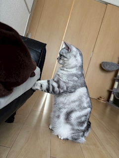 みさき