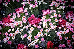 プロフィール写真1・まい｜Wonderland・ワンダーランド - 聖蹟桜ヶ丘のパブ/スナック