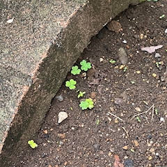 プロフィール写真2・すい｜girls bar SALT・ソルト - 目黒のガールズバー