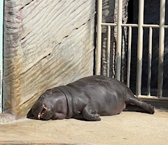 はやくこれになりたい