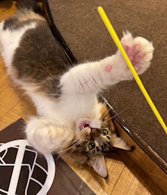 ねこちゃーん！
