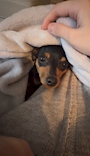 chiko