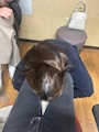 chiko