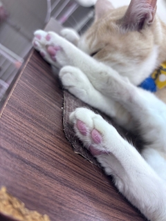 ねこ