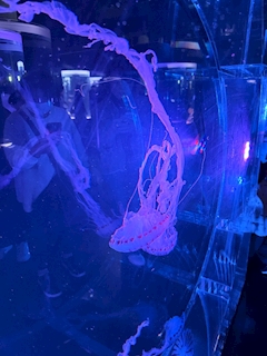 ななみᩚ ibisa島