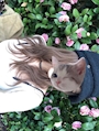 しほ