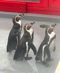 みやび