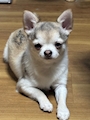 chiko