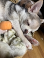 chiko