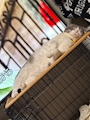 chiko