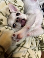 chiko