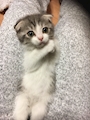 chiko