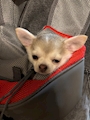 chiko