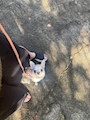 chiko