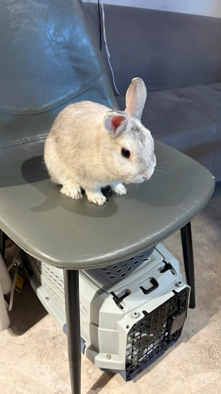かりん