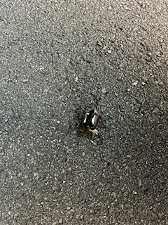 れん