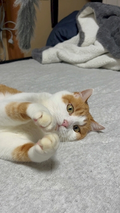 プロフィール写真29・🐾🎀ユウキ🎀🐾 💕吉祥寺ミニスカOLドナルド💕｜NEW DONALD・ニュードナルド - 吉祥寺南口のガールズバー