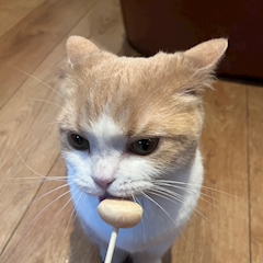 プロフィール写真1・つき|café&bar 池猫・イケネコ - 池袋西口のコンカフェ
