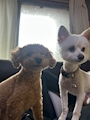 chiko