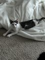 chiko