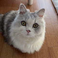 プロフィール写真2・りんか｜CLUB GARIMPO・ガリンポ - 錦糸町のキャバクラ