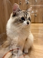 chiko