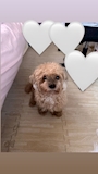 chiko