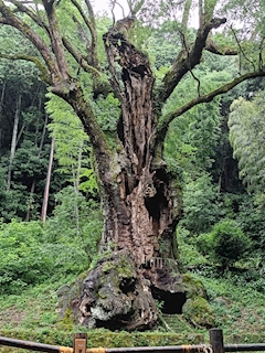 しいな