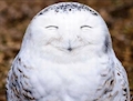 かげとら