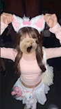 あやめ
