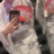 プロフィール写真4・もち|焼肉とバニーガール難波店 - 難波のガールズバー