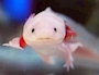 ゆりあ