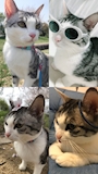 chiko