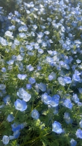 はる