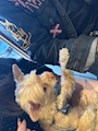 chiko