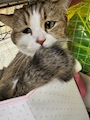 chiko