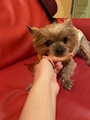 chiko